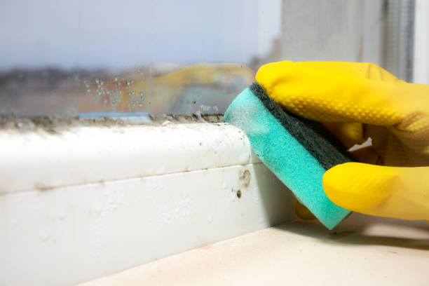 Best Mold Testing  in Walnut Creek, OH