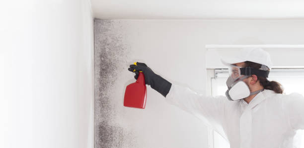 Home Mold Removal in Walnut Creek, OH