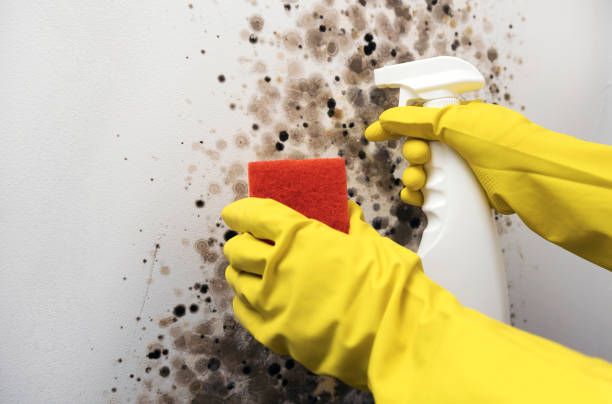 Best Best Mold Removal Companies  in Walnut Creek, OH