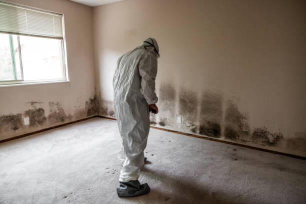 Best Home Mold Removal  in Walnut Creek, OH