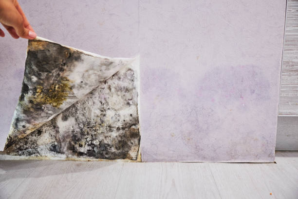 Best Fast Mold Removal  in Walnut Creek, OH